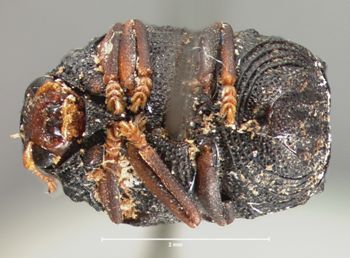 Media type: image; Entomology 9382   Aspect: habitus ventral view
